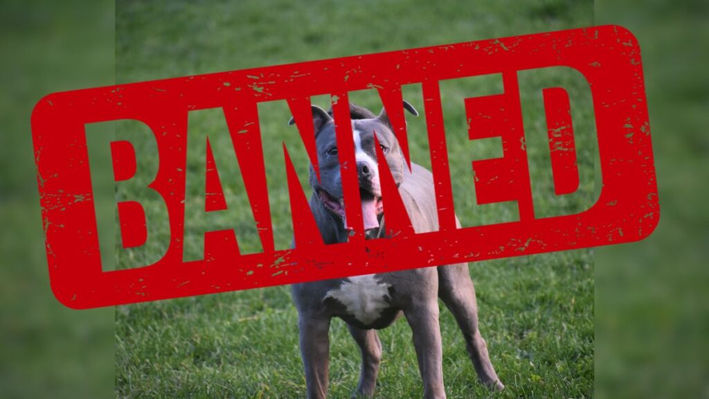 भारत में पिटबुल पर लगा बैन, केंद्र सरकार ने ज़ारी किए निर्देश