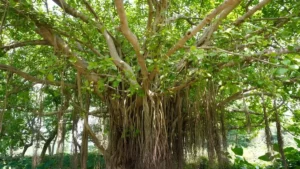 बिहार के मुंगेर में 700 साल से अडिग खड़ा है यह वटवृक्ष